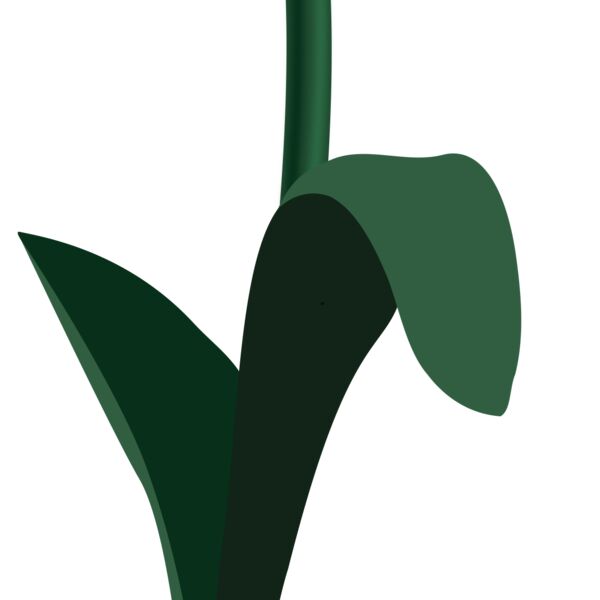 rozine tulpe Thumbnail