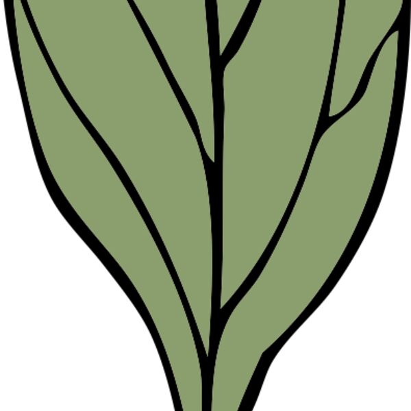 johnny automatic ivy leaf 4 Thumbnail