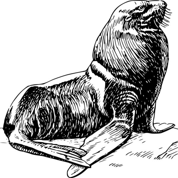 seal Thumbnail
