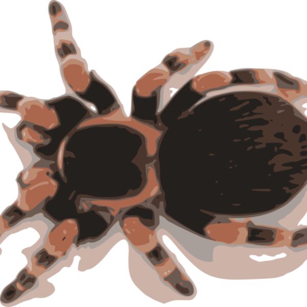 tarantula Thumbnail
