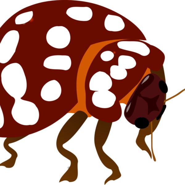 valessiobrito Bug Thumbnail