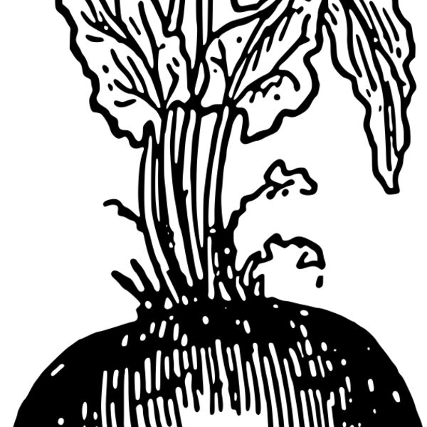 warszawianka Beet root Thumbnail