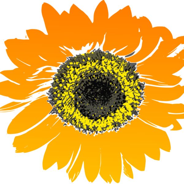 mokush Sunflower Thumbnail