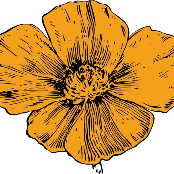 johnny automatic California poppy Thumbnail