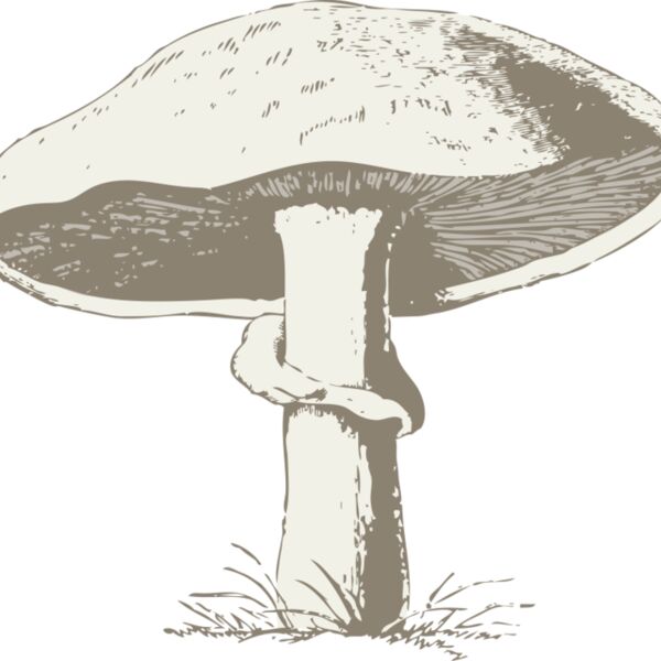 johnny automatic mushroom Thumbnail