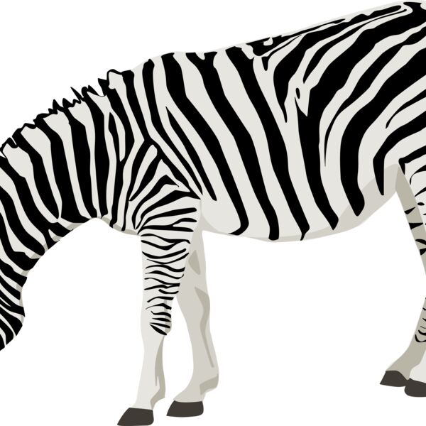ha1flosse zebra Thumbnail