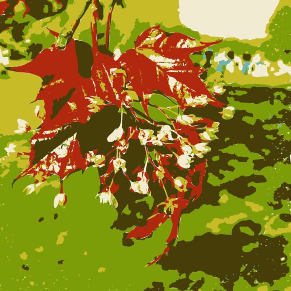 Original Aiflowers 221 Thumbnail