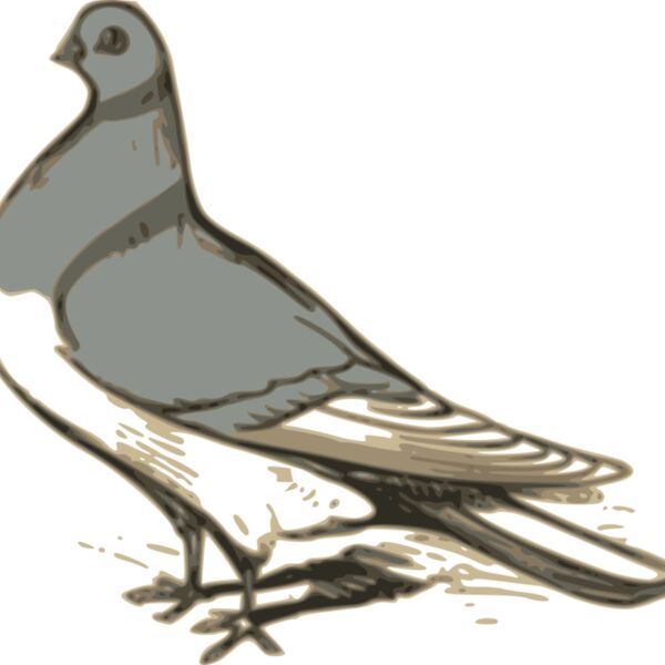 ossidiana pigeon illustration Thumbnail