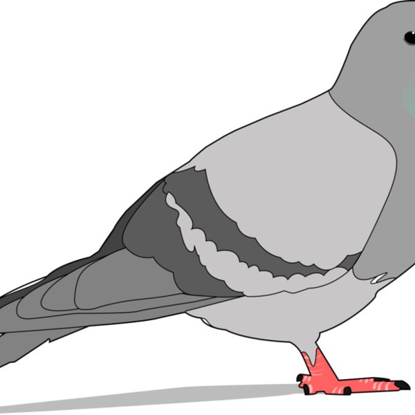 jondkoon pigeon Thumbnail