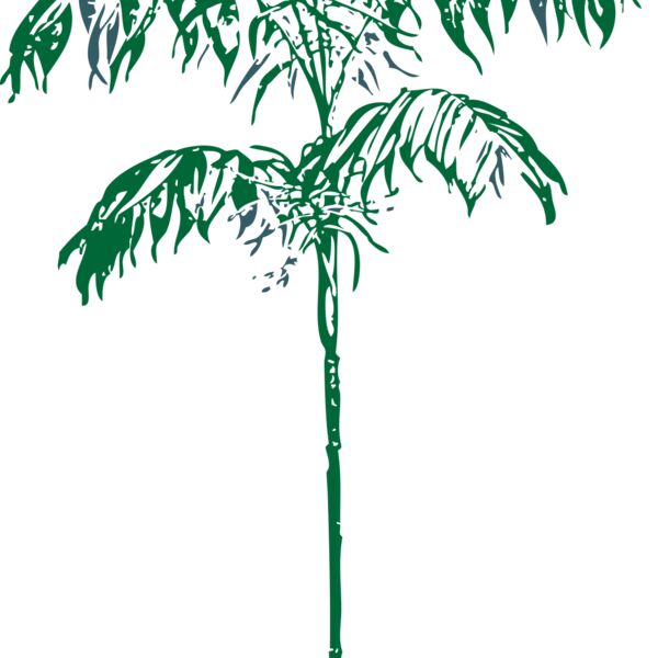 johnny automatic Chamaedorea Sartorii Thumbnail