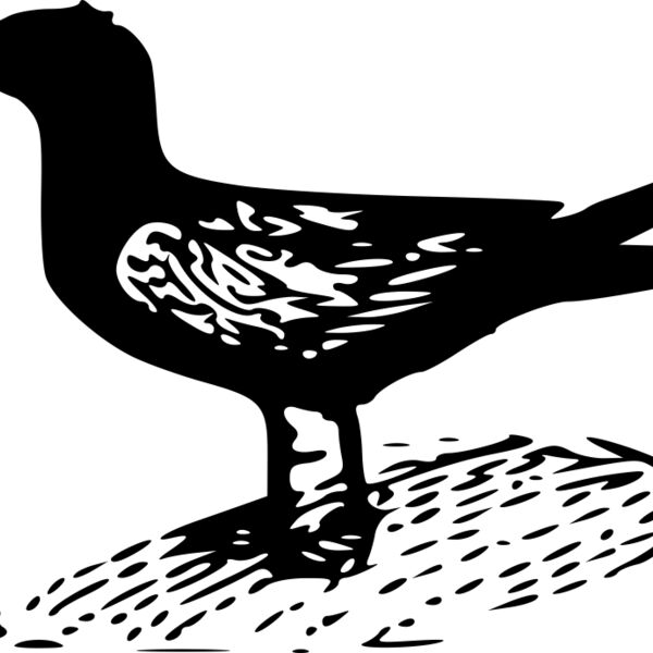 ryanlerch Black Tern Thumbnail