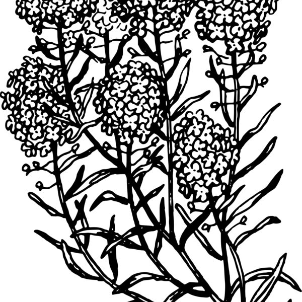 warszawianka Alyssum Thumbnail