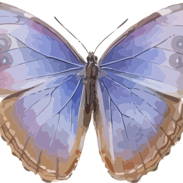 Morpho helenor octavia Thumbnail