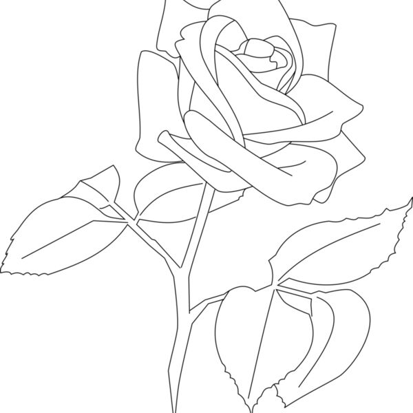 0093 aw rose orang  2  Thumbnail