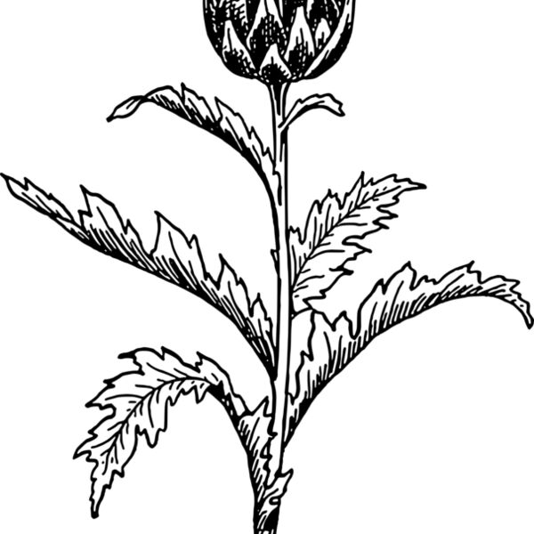 warszawianka Artichoke 2 Thumbnail