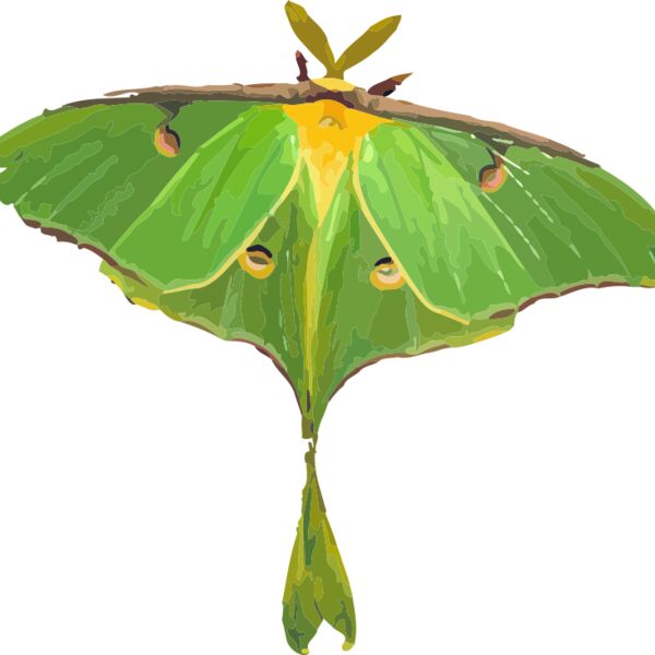 Luna Moth Thumbnail