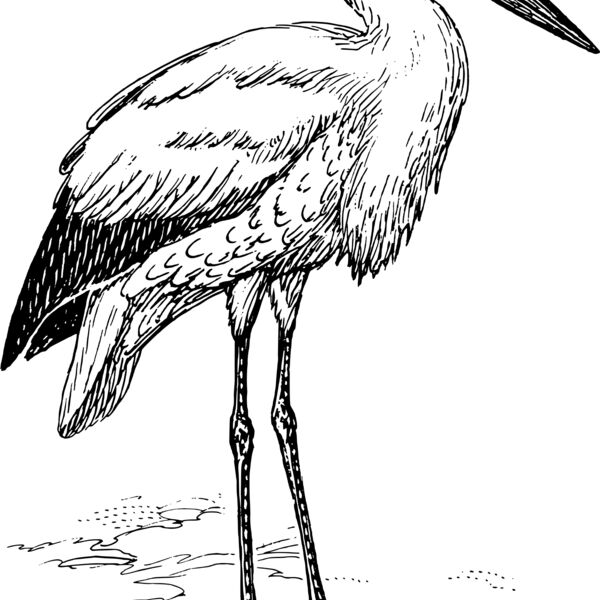 Stork  Thumbnail