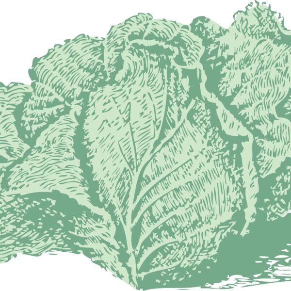 johnny automatic Jersey cabbage Thumbnail