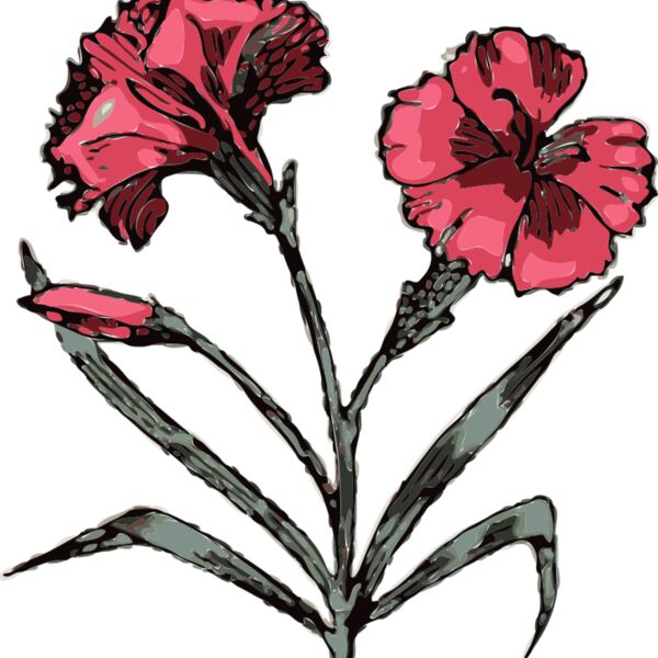 johnny automatic carnation Thumbnail