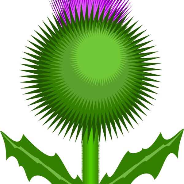 thistle Thumbnail
