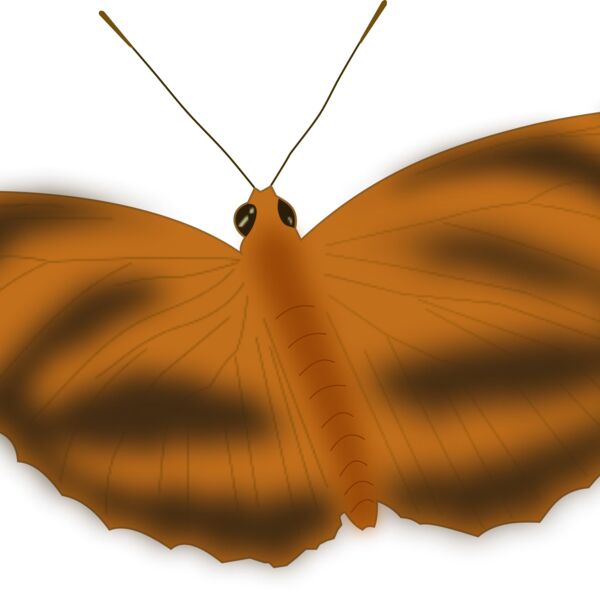 butterfly 1  2  Thumbnail