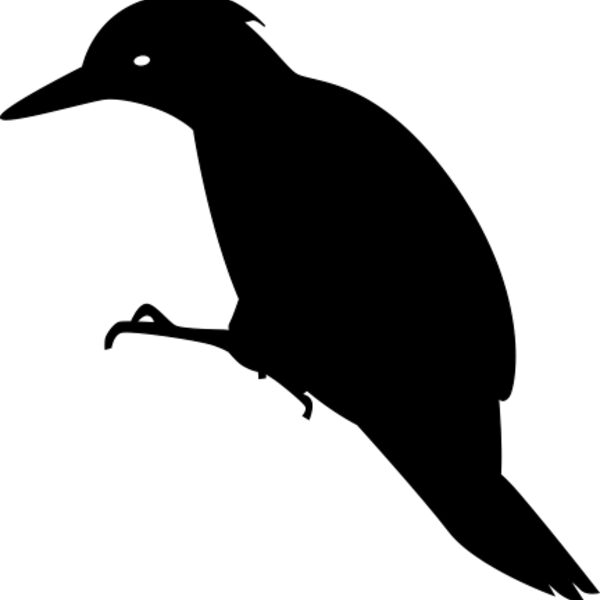 Black bird Thumbnail