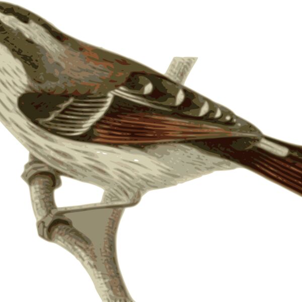 Minla ignotincta Thumbnail