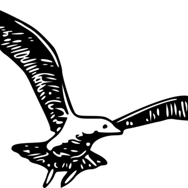 ryanlerch herring gull 1b Thumbnail