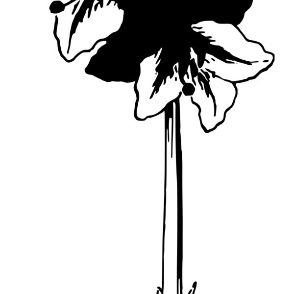 warszawianka Amaryllis Thumbnail