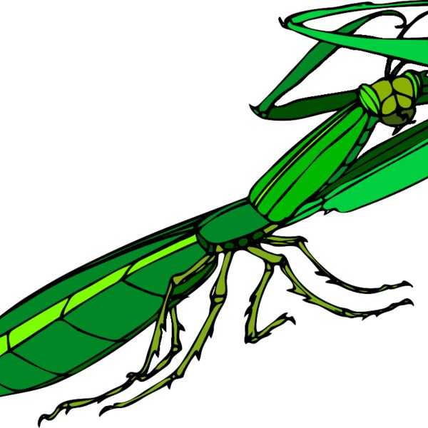 mantide religiosa archi 04r Thumbnail