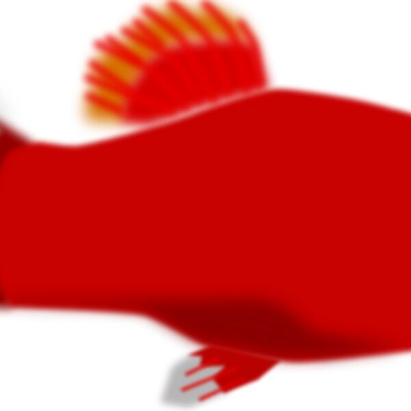 mystica Aquarium fish   Xiphophorus maculatus Thumbnail