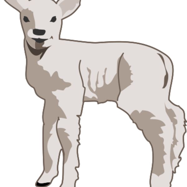 molumen young lamb 1 Thumbnail