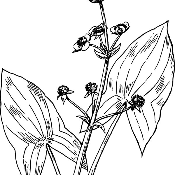 warszawianka Arrowhead Thumbnail