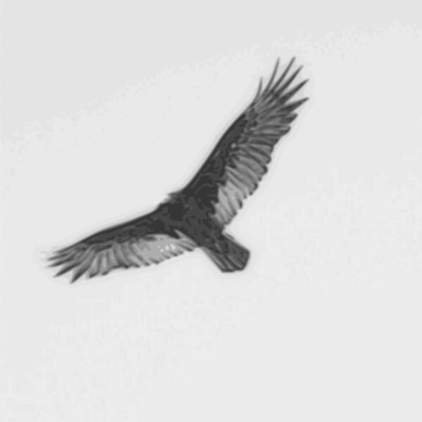 turkey vulture pencil sketch Thumbnail