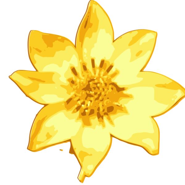 meskel daisy Thumbnail