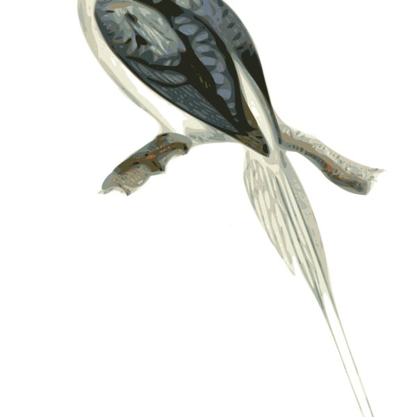 Tanysiptera riedelii Thumbnail