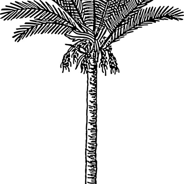 warszawianka Date palm Thumbnail