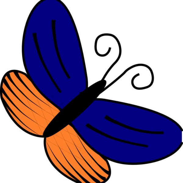 papillon bleu orange Thumbnail