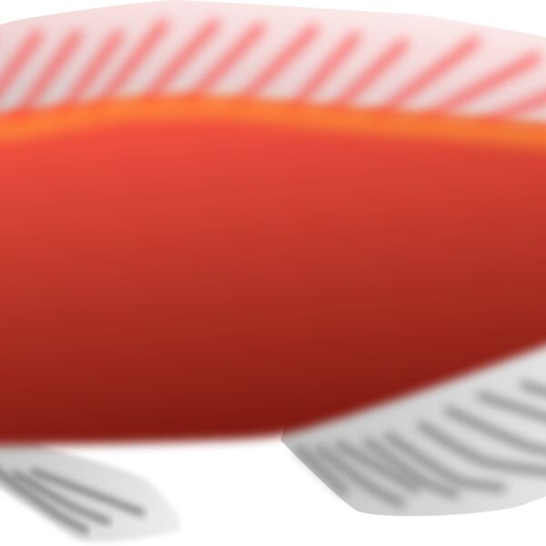 mystica Aquarium fish   Cirrhilabrus jordani Thumbnail