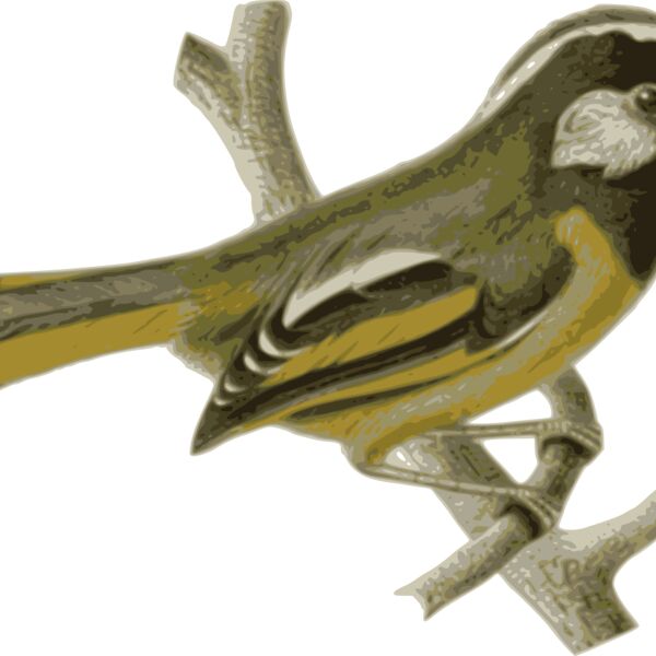 Lioparus chrysotis Thumbnail