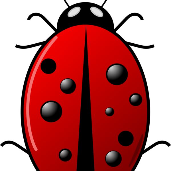 Ladybug Arvin61r58 Thumbnail