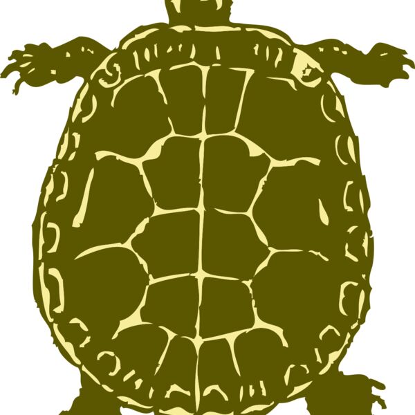 johnny automatic turtle Thumbnail