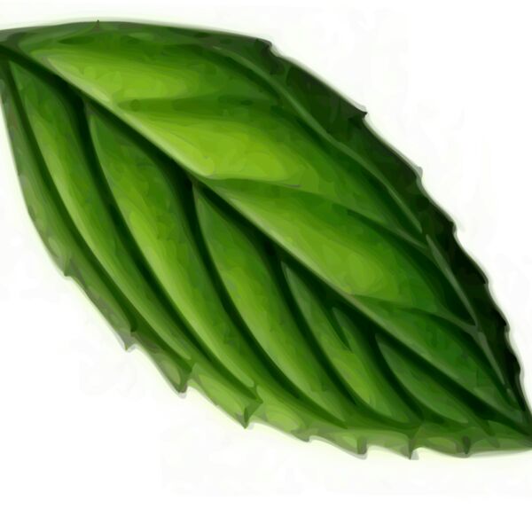 mint trace Thumbnail