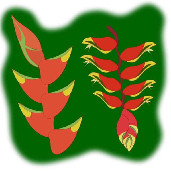 heliconia flower Thumbnail