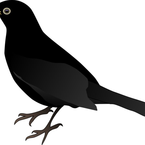 Bird Black NEW  2  Thumbnail