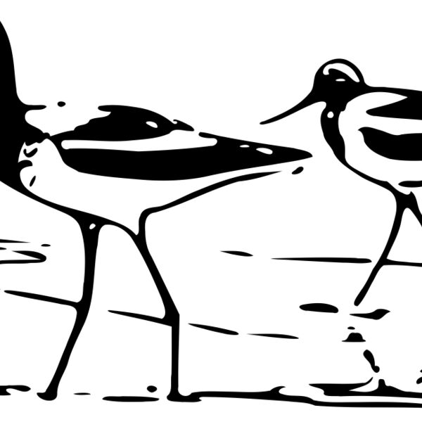 ryanlerch Avocet 4 Thumbnail