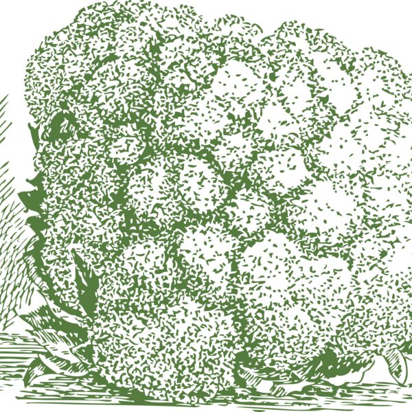 johnny automatic cauliflower Thumbnail