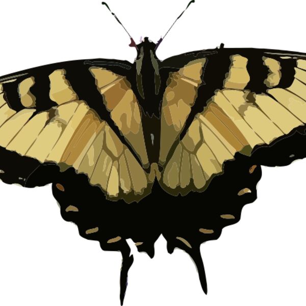 Papilio glaucus Thumbnail
