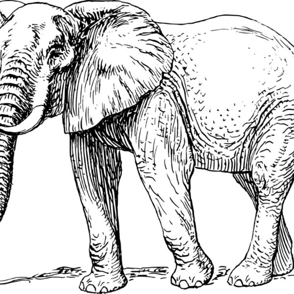 papapishu Elephant Thumbnail