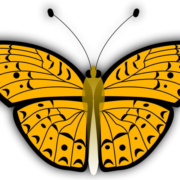 jilagan butterfly 2 Thumbnail